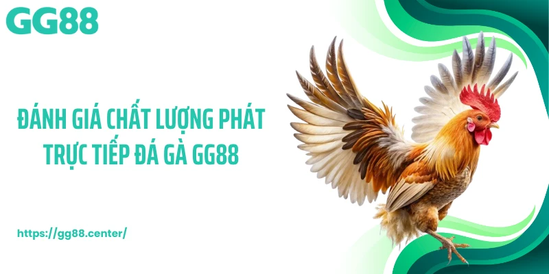 Đá Gà GG88 - Trường Đấu Chọi Kê Khốc Liệt Hàng Đầu