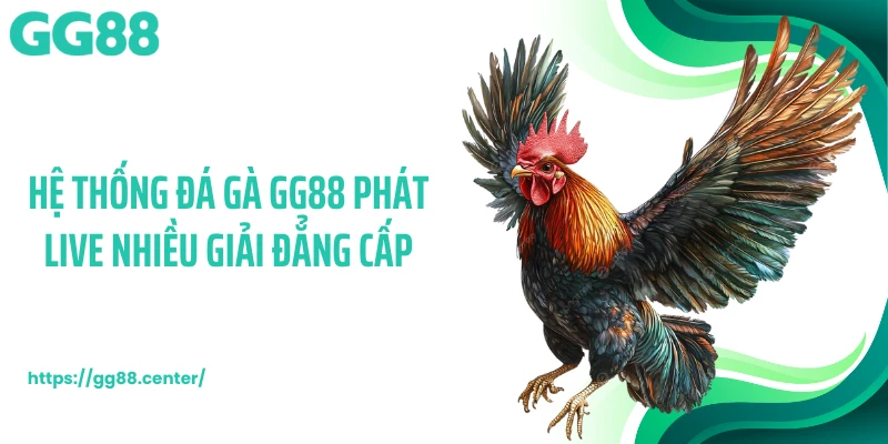 Đá Gà GG88 - Trường Đấu Chọi Kê Khốc Liệt Hàng Đầu