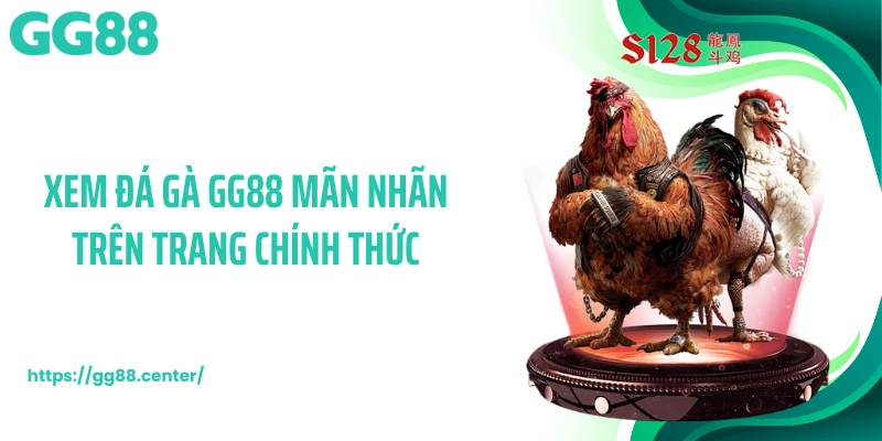 Đá Gà GG88 - Trường Đấu Chọi Kê Khốc Liệt Hàng Đầu